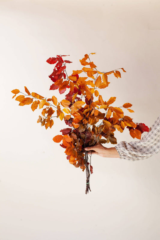 Fall Preserved Copper Beech