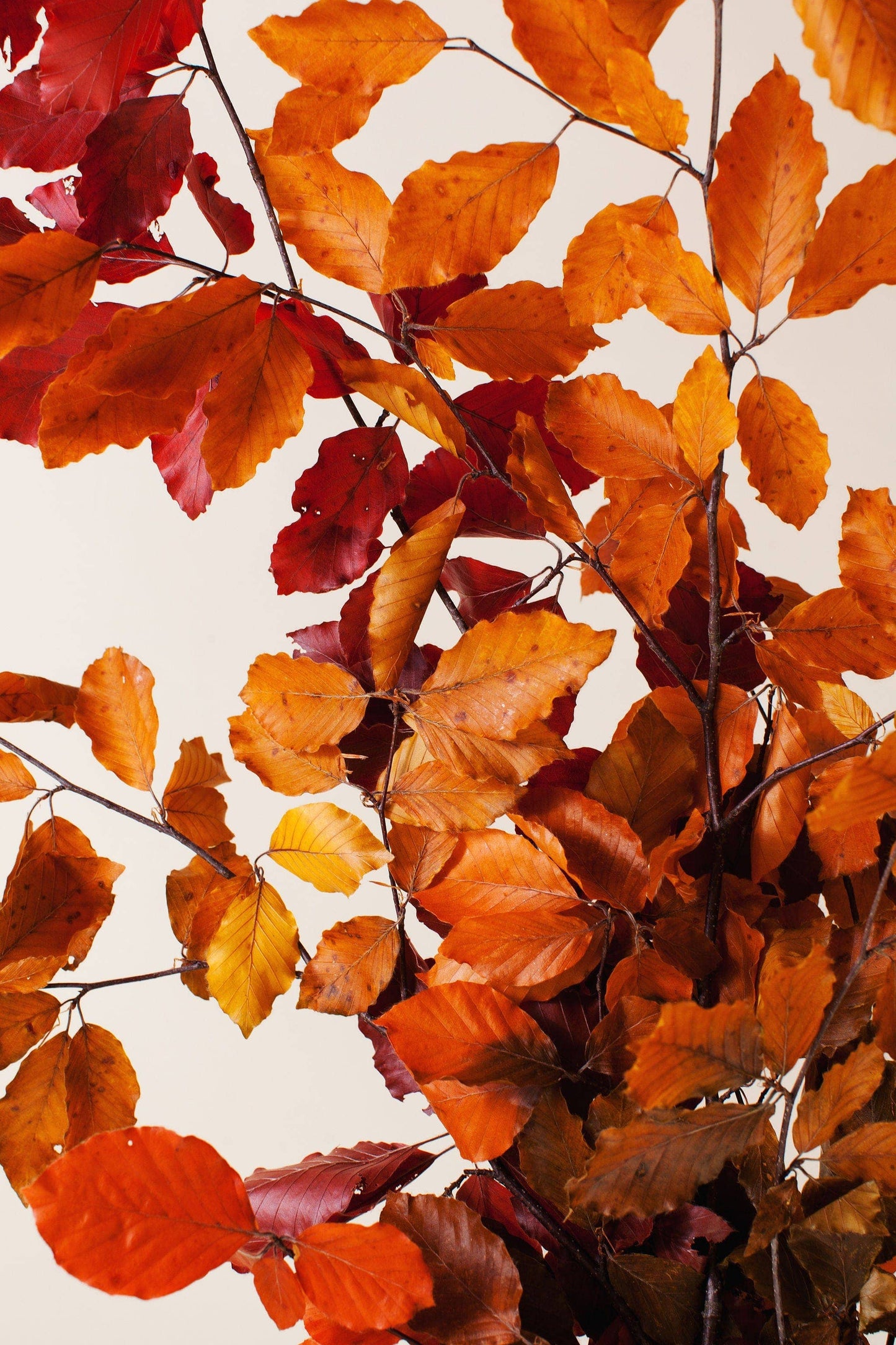 Fall Preserved Copper Beech