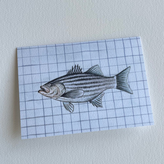 Striped Bass Greeting Card