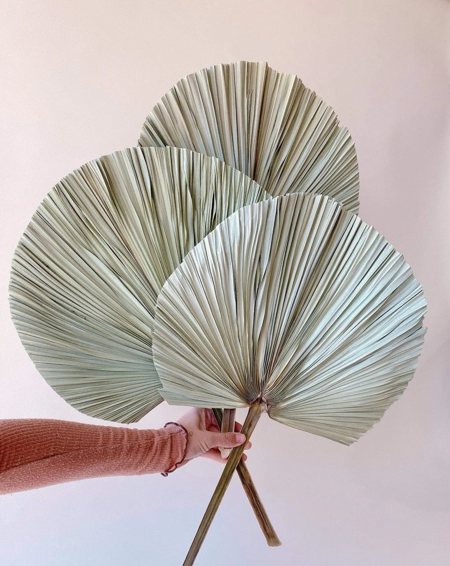 Giant Round Palm Frond
