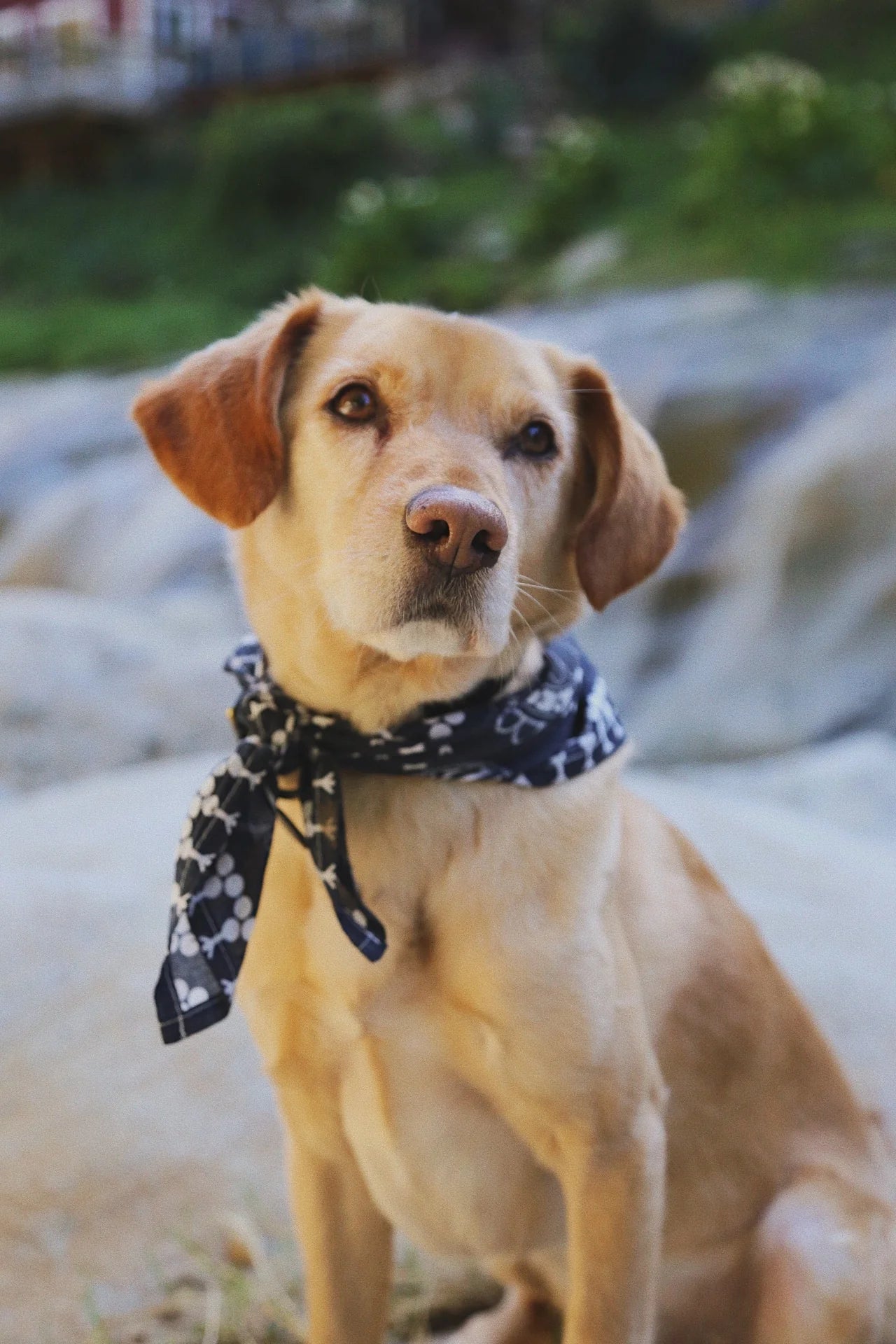 Bandana