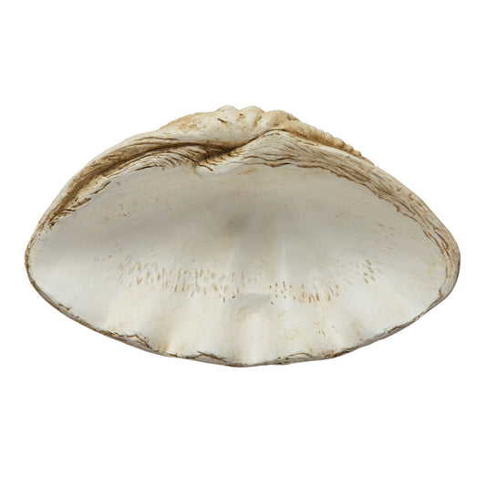 Magnesia Clamshell Décor, Natural Finish