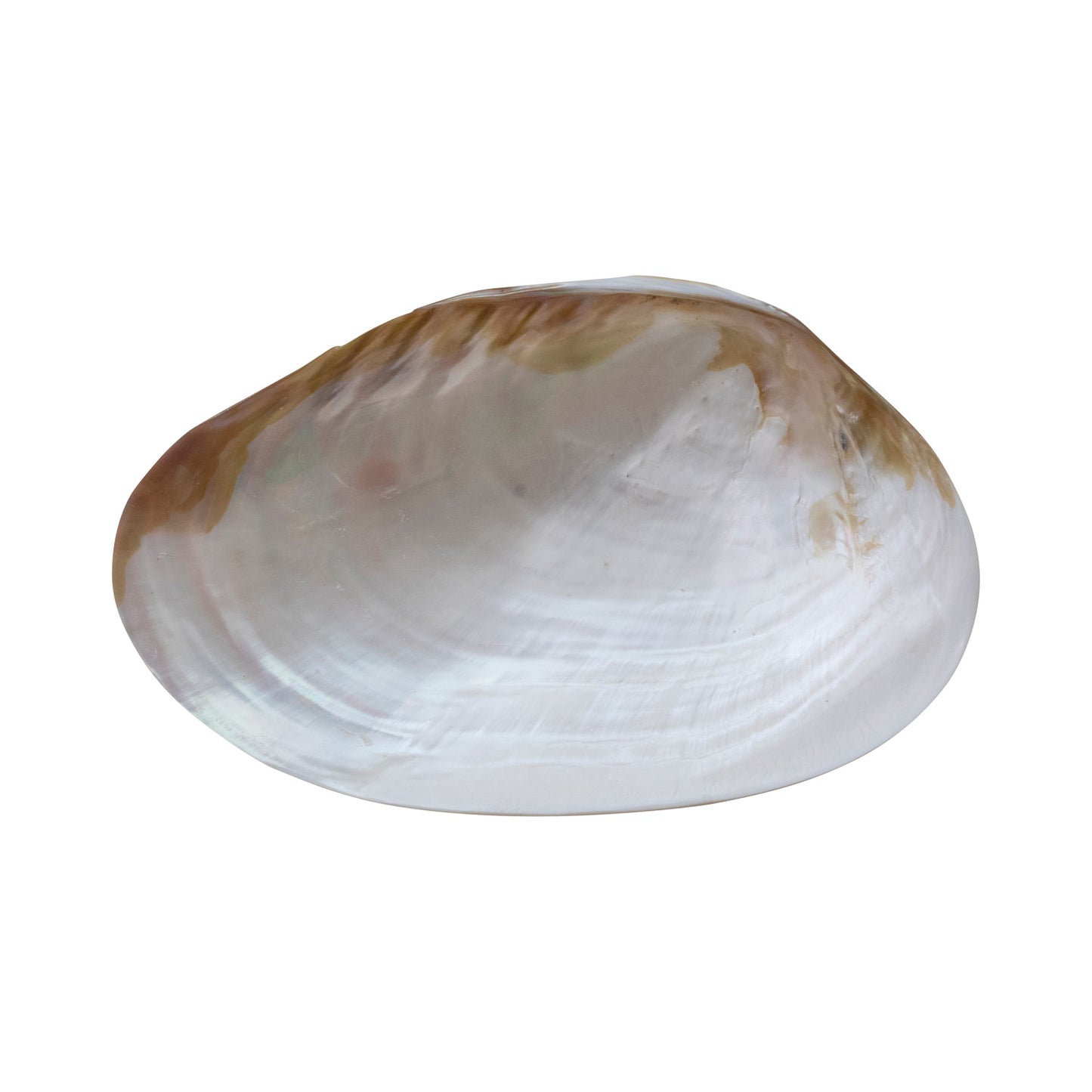 Shell Footed Dish