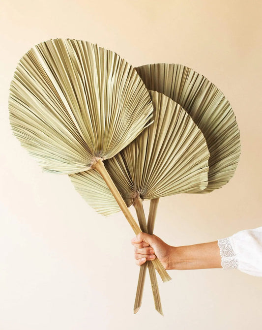 Giant Round Palm Frond