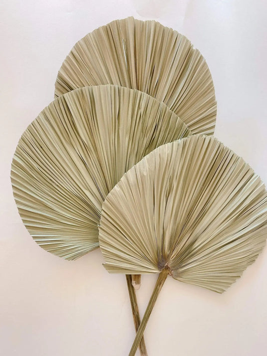 Giant Round Palm Frond